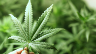 Cannabis uso terapeutico