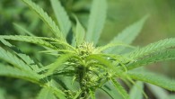 legalizzazione cannabis legge