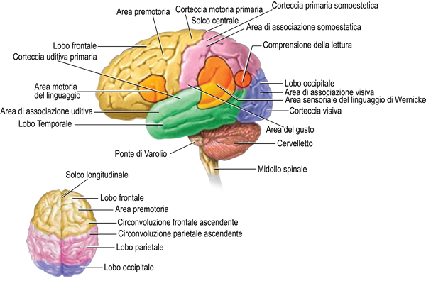 struttura cervello