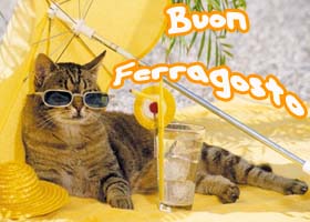 buon ferragosto immagini gatto