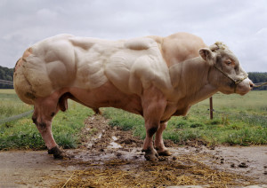 Belgian Blue