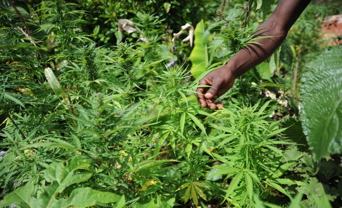 Marijuana Giamaica