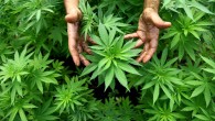 Cannabis medica legalizzazione