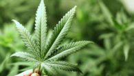 legg cannabis 2016 legalizzazione