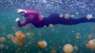Puntura di medusa